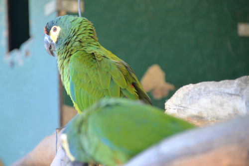 World of Birds Wildlife Sanctuary.